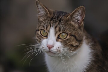 Close-up of a Tan and White Cat Gazing Directly with Pale Yellow Eyes