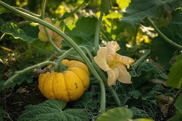 Blooming Butternut Squash Vine Cucurbita