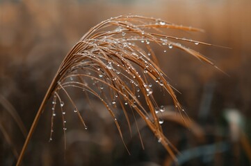 Wet autumn afternoon featuring raindrops on reeds