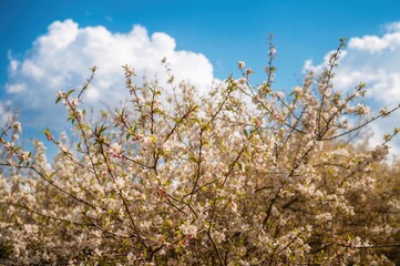 Branches of Peach Blossoms