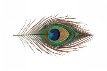 Natural rainbow hues of a peacock plume