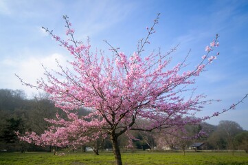 Fototapeta premium Prunus yedoensis, also called Yoshino cherry or Somei Yoshino, is a cherry tree species originally from Japan.