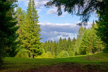 Summer meadow landscape with green grass and wild flowers on the background of a forest.