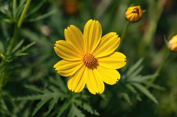 Bright yellow petals and an orange-yellow center adorn this Cosmos sulphureus flower with feathery, deeply lobed foliage.