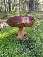 Wild Mushroom Growing in Mossy Forest Ground Close-Up