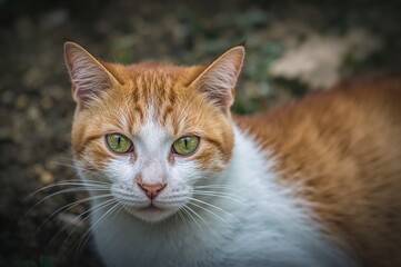 Obraz premium Ginger feline with green eyes resting peacefully in the cool shade to avoid the heat