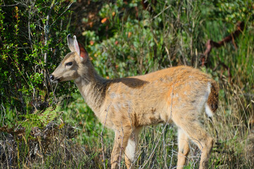 Young Coastal Blacktail Deer in Oregon
