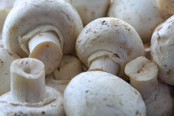Close-up of champignons. Natural mushrooms with soil particles. Selective focus.
