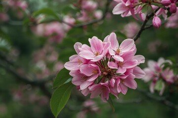 Pink flowers blooming at a historic garden estate