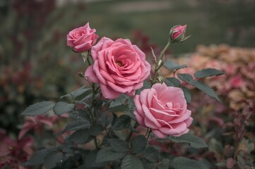 Garden filled with pink roses
