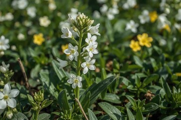 Springtime bloom of Primula denticulata in the garden