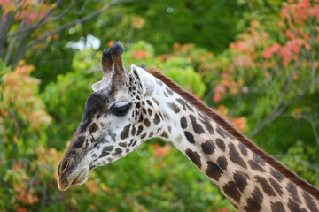 portrait of a giraffe