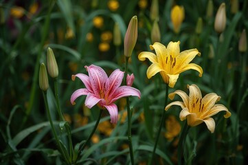 Obraz premium Garden filled with pink and yellow rain lily blossoms and buds