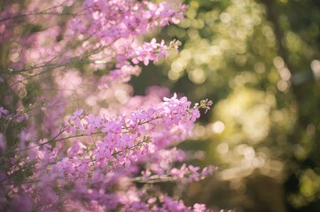 Bright summer blooms of garden phlox (Phlox paniculata) with pink petals on sunny branches.