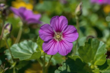 Vibrant violet geranium bloom under bright sunlight