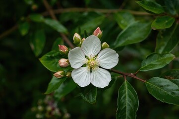 Obraz premium Psidium guajava blossoms with visible flower and leaf buds