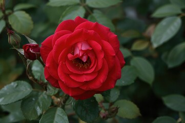 Blooming Red Rose Shrub (Rosa Genus) Perennial Flower