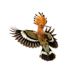 背景透明な美しいホオジロ鳥の飛行姿 茶色とオレンジ色の羽が特徴的 美しい鳥の羽ばたき