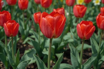 Vibrant red tulip variety Parrot (Rococo) in bloom