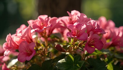 Fototapeta premium Bright pink geranium blossoms basking in sunlight. Lovely small geranium flower in bloom. Floristry featuring ivy-leaved pelargonium. Geranium Peltatum variety.
