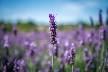 Fototapeta premium A meadow filled with blooming purple lavender plants