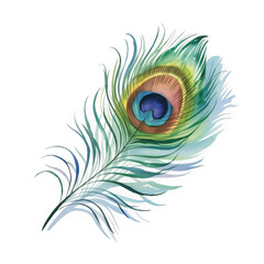 Peacock feather on clear backdrop, decorative element for invitations and crafts embellishment, perfect for adding a touch of nature.