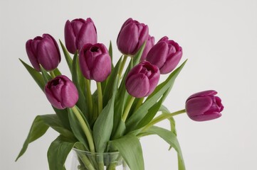 Obraz premium Transparent glass vase holding purple tulips and green foliage