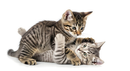 Two cute tabby kittens playing together on a white background.