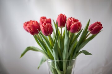 Obraz premium Vase filled with vibrant red tulips