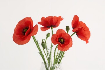 Naklejka premium Red poppy flowers against a plain white backdrop
