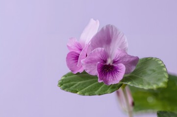 Obraz premium Close-up of a vibrant pink Saintpaulia bloom with green foliage against a soft lavender backdrop