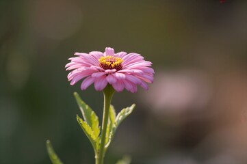 Fototapeta premium Summer blooms of the purple prince pink Zinnia elegans