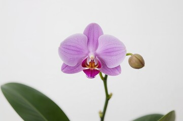 Obraz premium Lavender blossom on a plain white background