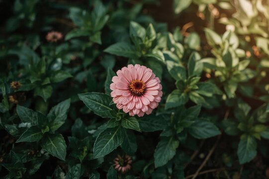 The ratna bloom resembles a compact shrub with vibrant petals. natural scenery, blossom, greenery, leafage, floral charm, horticulture, verdant, colorful vegetation