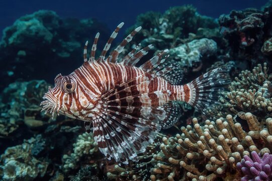 Striped turkeyfish or striped lionfish (Dendrochirus zebra) in tropical waters