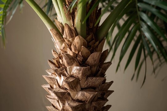 Zamia Furfuracea L.F. Ex Aiton: A Tropical Sago Palm Known as Mexican Cycad