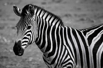 Naklejka premium Monochrome striped pattern resembling a zebra