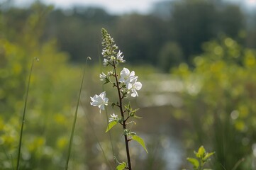 Obraz premium Close-up of a fresh wild plant in the early days of spring