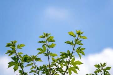 Fresh Maple Leaves Set Against the Sky