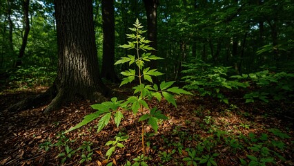 Tender Maple Leaves Sprouting in a Shady Forest