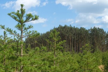 Fototapeta premium Juvenile pine saplings standing before a backdrop of fully grown pines
