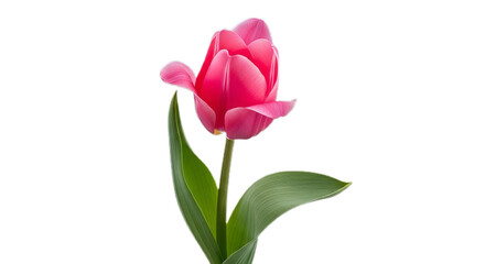 Vibrant Pink Tulip A Striking Close-up of a Blossoming Flower Against a Pristine White Background, Showcasing Nature's Delicate Beauty in Full Bloom