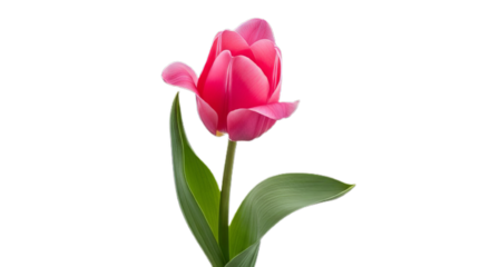 Vibrant Pink Tulip A Striking Close-up of a Blossoming Flower Against a Pristine White Background, Showcasing Nature's Delicate Beauty in Full Bloom