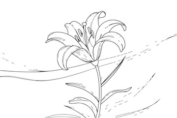 Lily Flower Silhouette Vector, Botanical Line Art Floral Illustration of Blooming Lilies for Decoration, Print, and Design Use