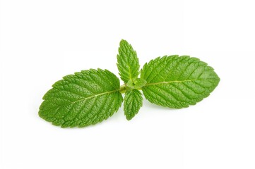 Single sprig of marjoram against a white backdrop