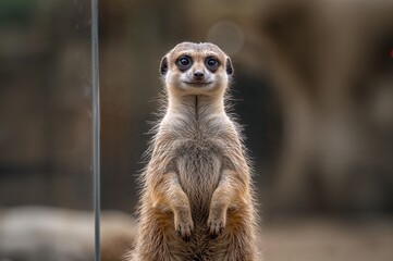 Fototapeta premium Small mammal confined behind transparent barrier
