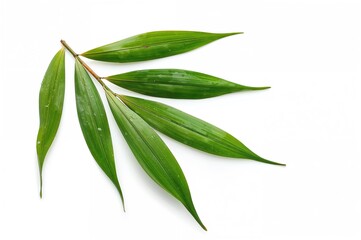 Close-up of soaked bamboo foliage on a plain white backdrop