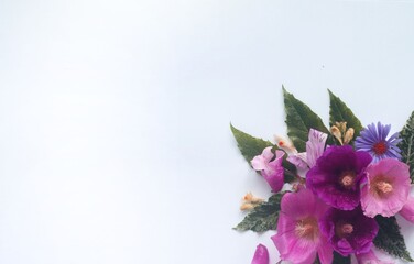 Pink hollyhock flowers on white background with copy space.