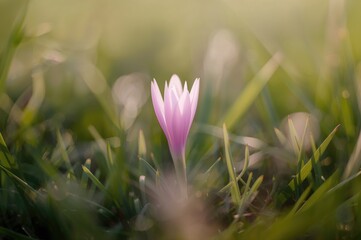 Delicate Pink Grass Blossom in a Gentle Spring Setting