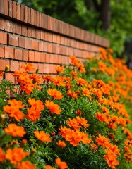 Orange flowers cascading down a brick wall